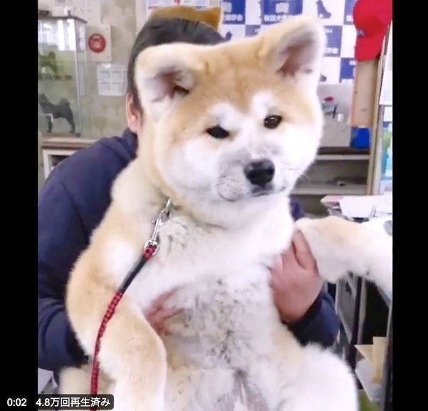 たしかに 分かりやすい犬のごきげん