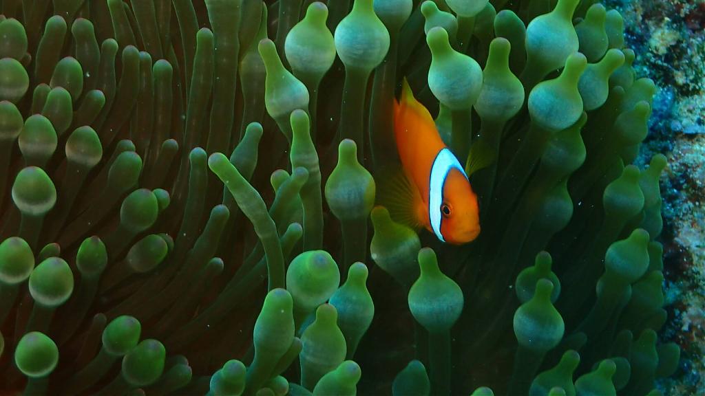 台灣體驗潛水景點-綠島