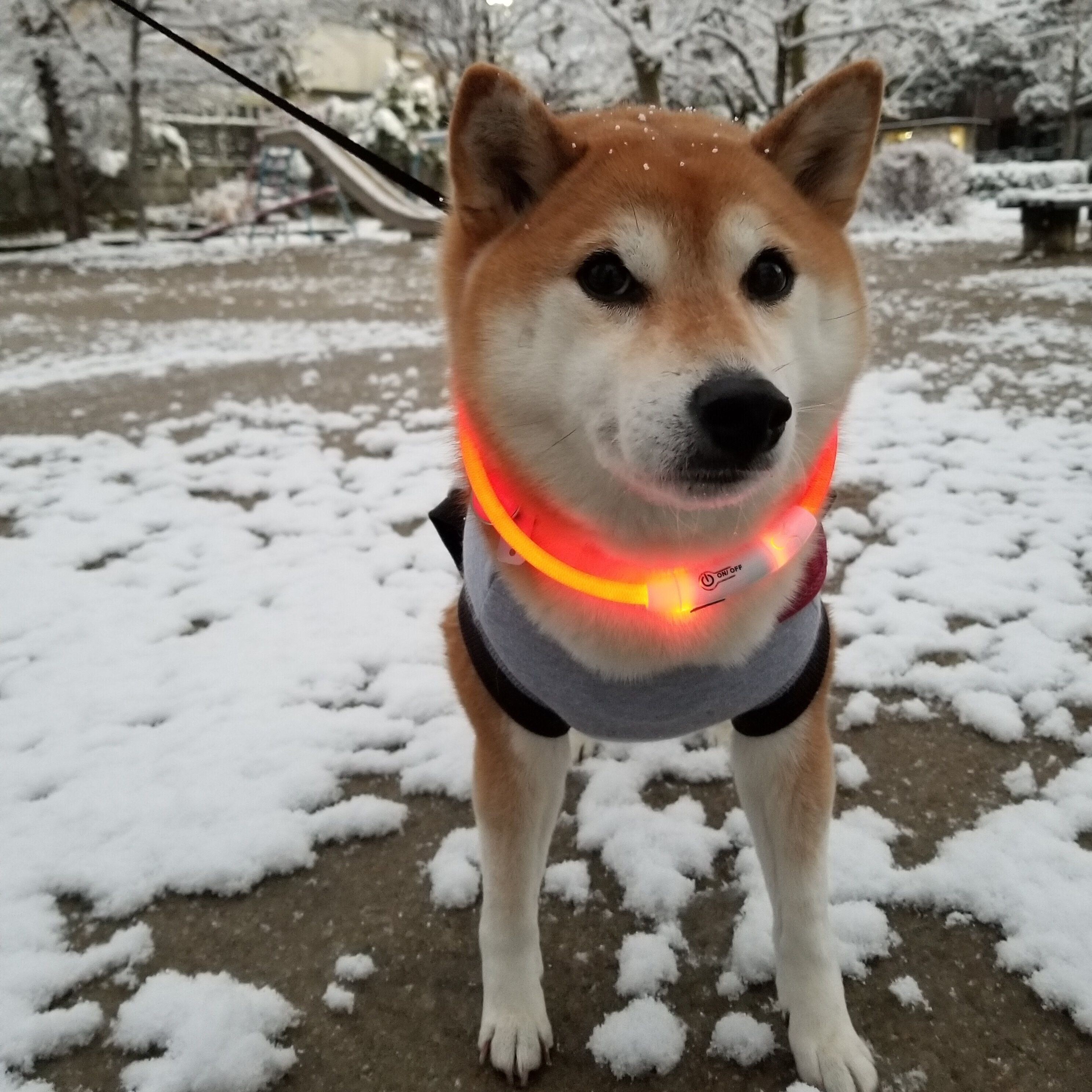 柴犬あるある 人も犬もこたつむりになるとこある 連載 ここ掘れここ柴 Vol 60