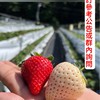 新店鮮果家2群。大湖草莓直送