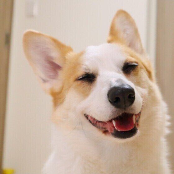 愛犬の不調は ストレス が原因のことも