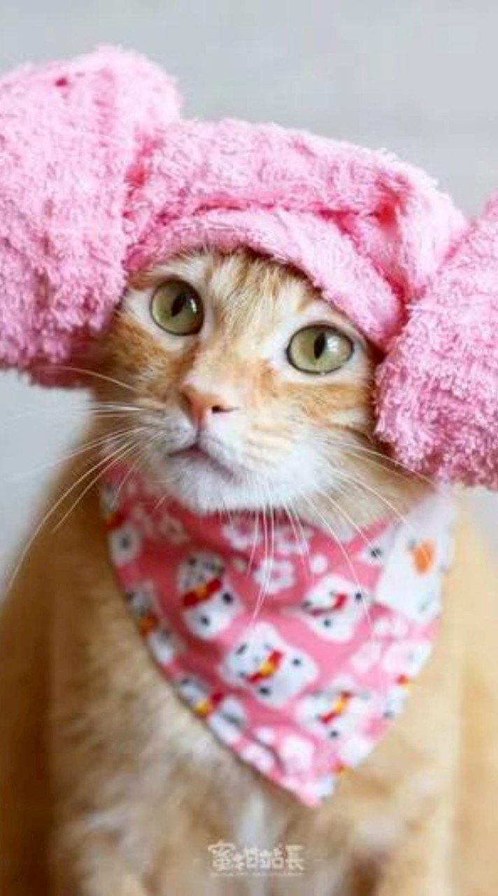 文科橘貓的AI工作室