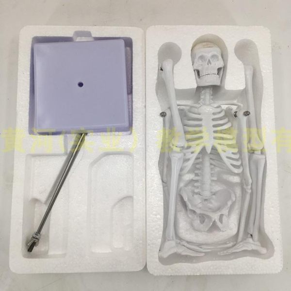 特價45CM人體骨骼模型 幼兒園教具 瑜伽教學骨架85CM 醫用 素描