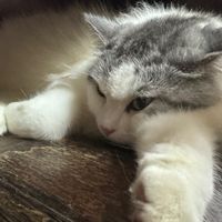 戀愛小學堂V26.0