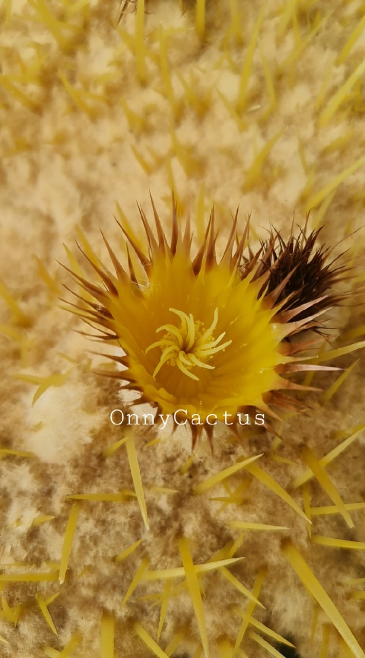 OnnyCactus