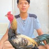 ตลาดซื้อขายไก่ชนทุกจังหวัด (นลธวัช ฟาร์ม)
