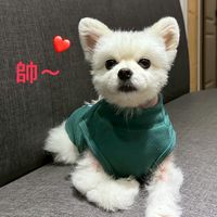 天靈靈地靈靈蘇狗來顯靈