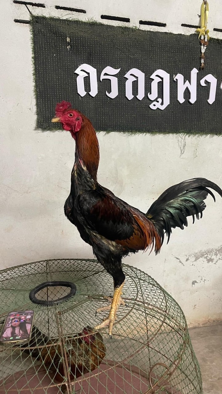 กรกฎฟาร์ม🙏🏻🐣🩷🩷