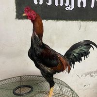 กรกฎฟาร์ม🙏🏻🐣🩷🩷