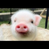 ぶた小屋育成🐖