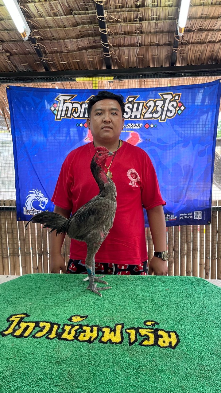 ผจก.ไก่ชน🐲