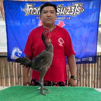ผจก.ไก่ชน🐲