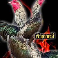 Fcเจ้าเกาหลี