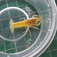夜宇水族工作室