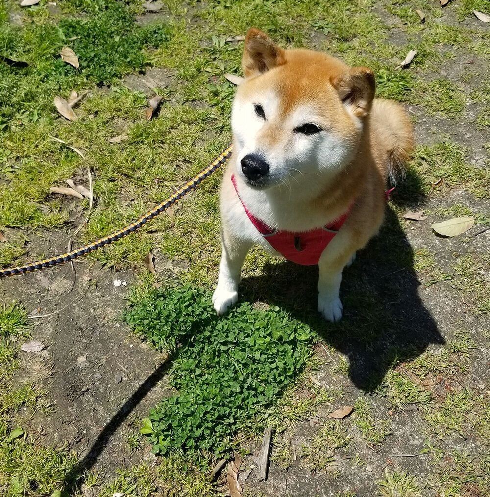 柴犬あるある 頼んでいないのに キス顔 をしてくれるとこ