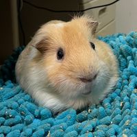 中原天竺鼠聯誼會（？