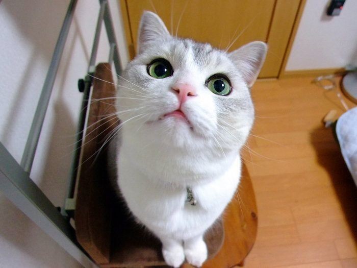 多頭飼いなら 仲が良い 良くない猫同士が見せる行動