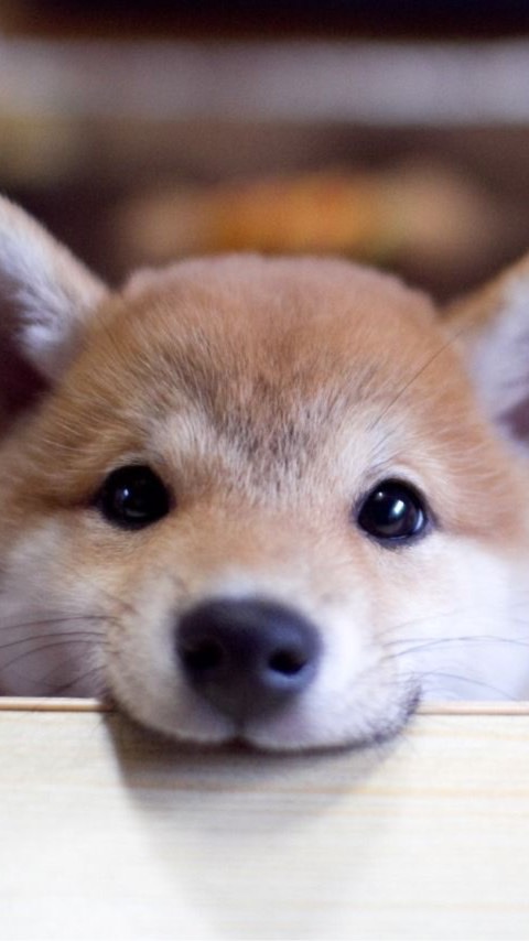 【茨城限定】犬好き🐶動物好き集まれー！