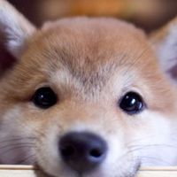 【茨城限定】犬好き🐶動物好き集まれー！