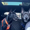 柒柒家的雜貨店🐕
