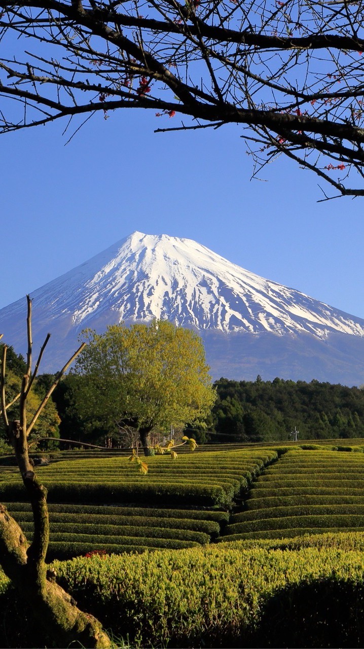静岡だら