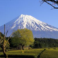 静岡だら