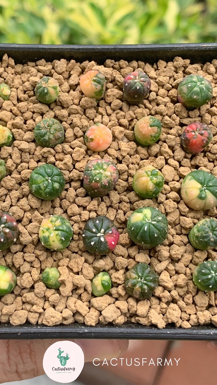 Cactus แคคตัส พูดคุย/ซื้อ-ขาย