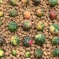 Cactus แคคตัส พูดคุย/ซื้อ-ขาย
