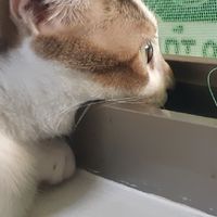 愛貓人士