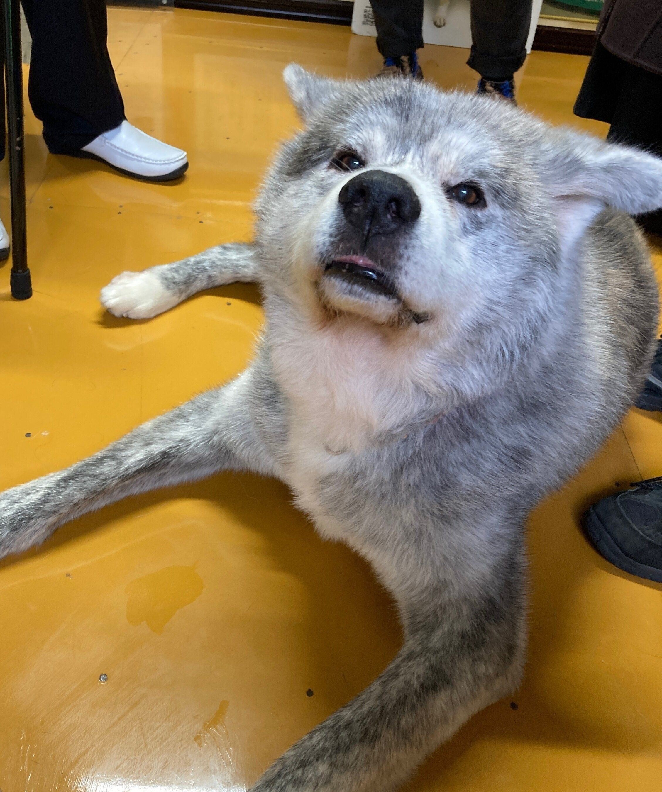 セラピードッグに会ってきました いぬのきもちnews