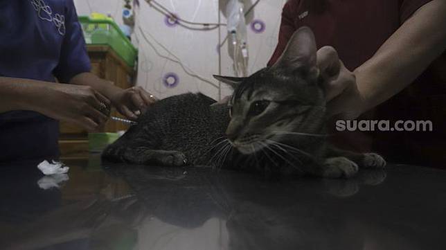 Siap Grak! Hari Kucing Sedunia, Perlu Anda Tahu 5 Inilah Fakta 