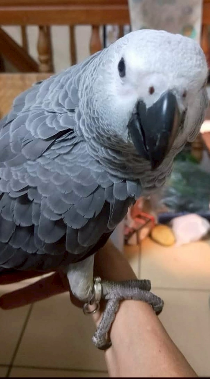燕科 雀科 鸚鵡鳥園地