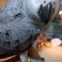 燕科 雀科 鸚鵡鳥園地