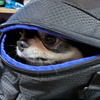 こたつの雑談部屋