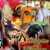 รุ่งเรืองทวีทรัพย์ฟาร์ม ส.มีสุวรรณ พม่าตอคม ชลบุรี 0805736578