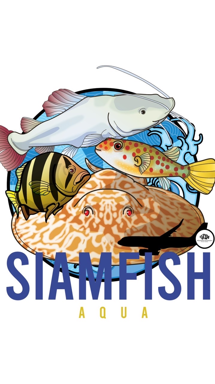ซื้อ-ขายปลาแปลก ปลาหายาก Exotic fish/Siamfish Aqua