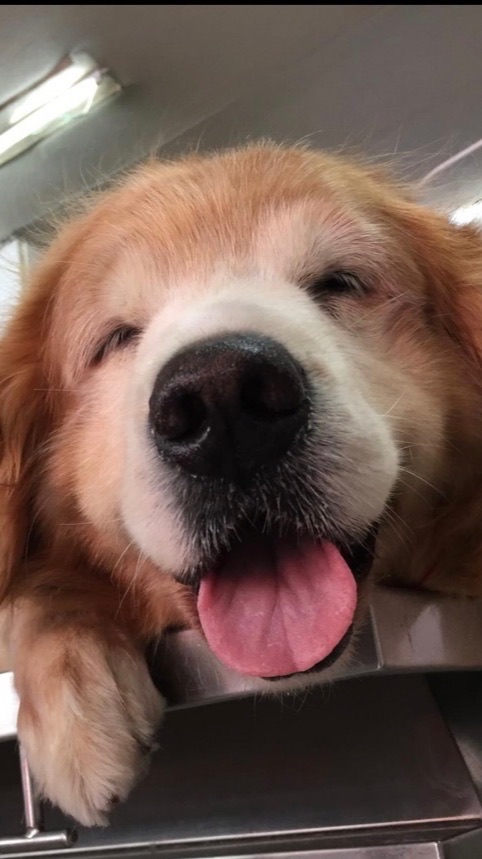 🐶毛小孩雜貨店🐶