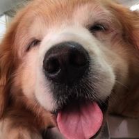 🐶毛小孩雜貨店🐶