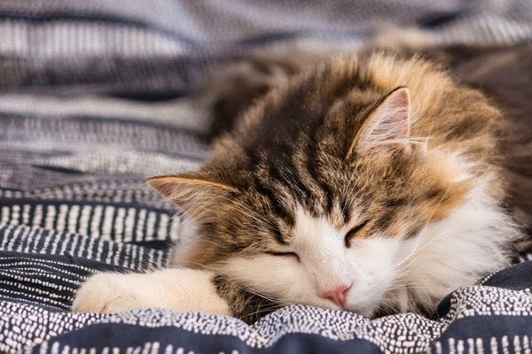 体調不良のサインかも!? 具合が悪そうな猫の眠り方とは