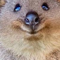 當沖、波段、樹懶🦥群