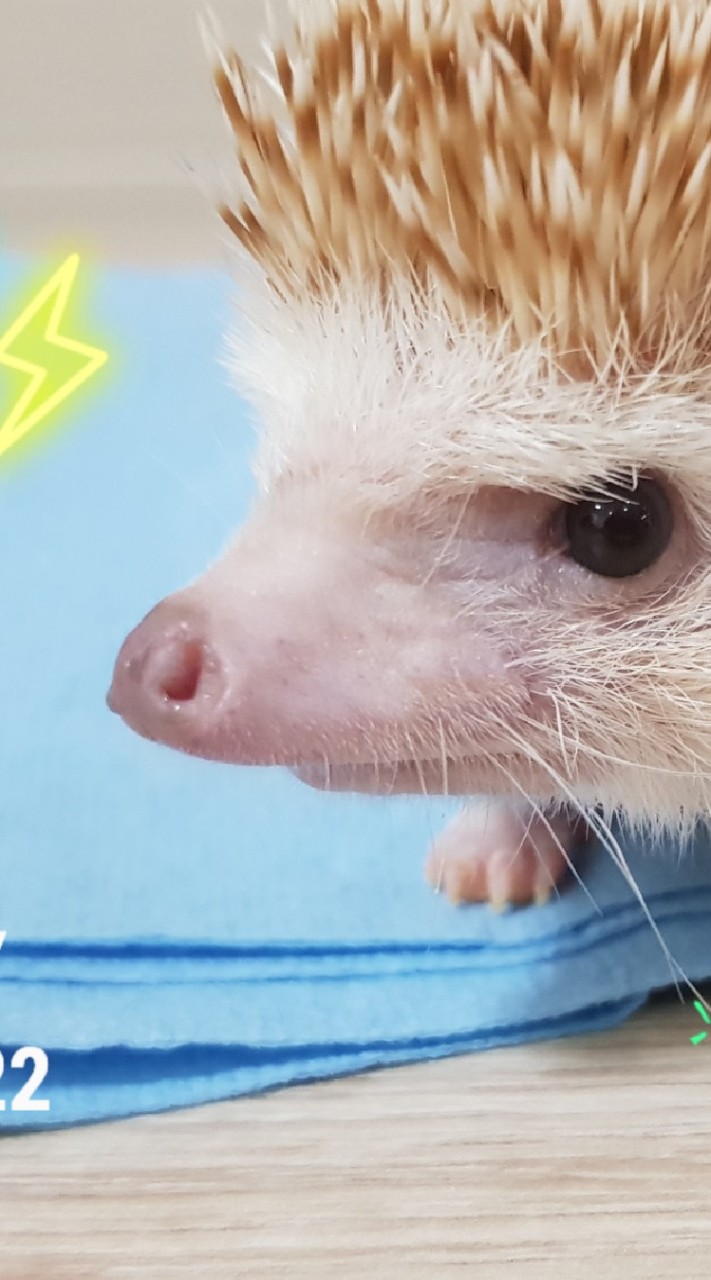 我家小寵🐾