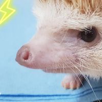 我家小寵🐾