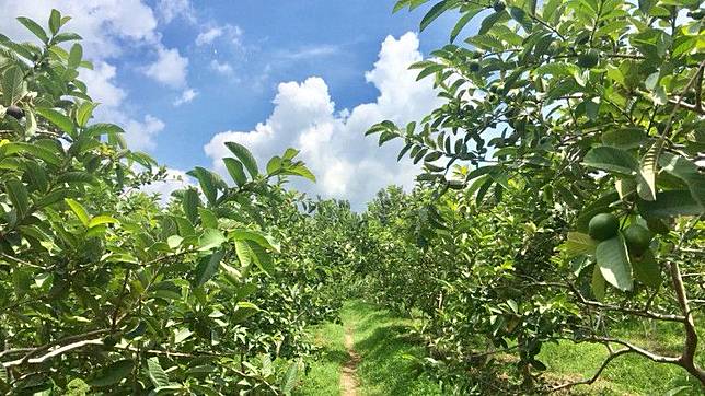 15 Objek Wisata Lumajang Terbaik Dan Terbaru