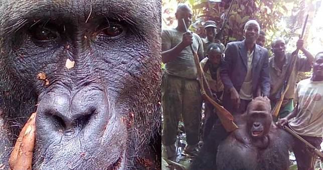 黑猩猩遭射殺…露哀傷眼神死去　7男燦笑炫耀「戰利品」