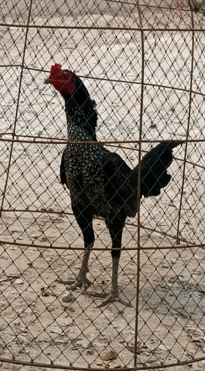 พิทักษ์ไก่ชนพันธุ์ดี
