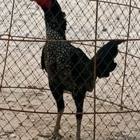 พิทักษ์ไก่ชนพันธุ์ดี