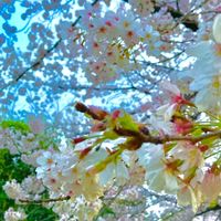 discord勉強通話部屋(強制なし)/年齢制限✖️