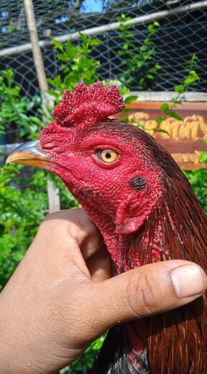 ซุ้มฟลุ๊ค ซาฮาไก่ชนรากหญ้า  อำเภอบุญฑริก     จ.อุบลราชธานี