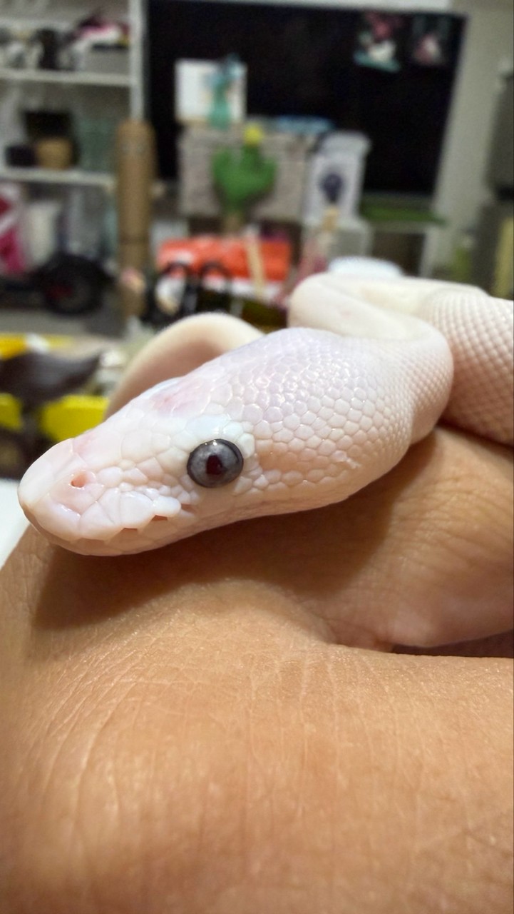 蟒鼠樂爬蟲寵物分享群🐍🦎🐢