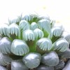 多肉ガーデン部屋🌵byLGBT🏳️‍🌈